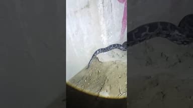 #amethi मुसाफिरखाना के मठाभुसुंडा में रेलवे अंडर ब्रिज के नीचे दिखा विशालकाय अजगर#Wildsnake