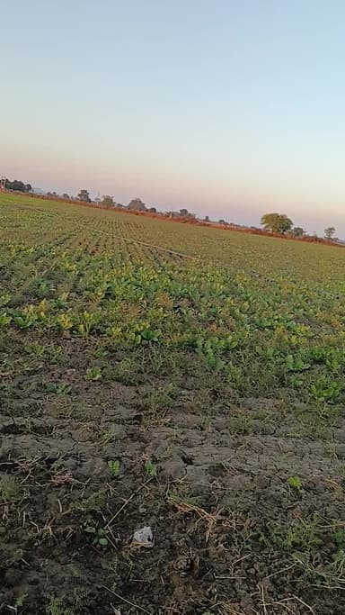 masur aur chana khet mein@