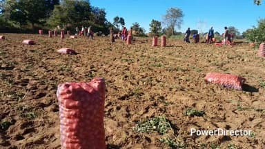 उमरेठ: कांट्रेक्ट फार्मिंग से बिजोरी गाजनडोह के किसानों ने बड़ी कंपनियों के लिए आलू लगाया, उत्पादन का तरीका बताया