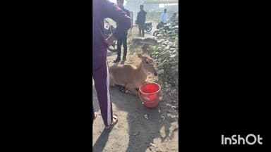 पीथमपुर: संजय जलाशय के पास अज्ञात वाहन की टक्कर से नीलगाय घायल, धार भेजा गया