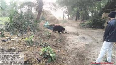 पतना: वन विभाग की टीम ने पतना से भालू का रेस्क्यू किया