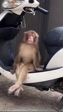 🙊बंदर की पत्नी भाग गई🤪😁😁#monkey #lovemarriage #lovestory #funny #jokes #comedy #bhojpurisaan8911#