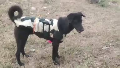 कालका: पंजाब नैशनल बैंक एचएमटी पिंजौर ने आवारा कुत्तों को पहनाई गर्म जैकेट