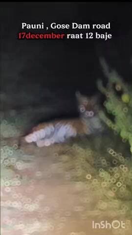 पवनी: पवनी-गोसेखुर्द मार्गावर मध्यरात्री वाघाचे दर्शन; रुबाबदार दर्शन कॅमेऱ्यात कैद! व्हिडीओ #viral