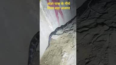 अमेठी में अंडर पास के नीचे मिला बड़ा अजगर #shorts #snake #wildsnake