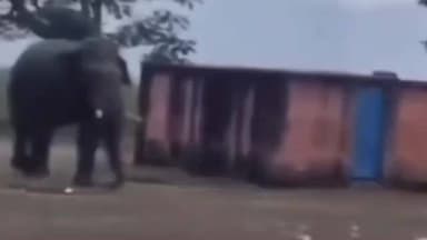 सिमरिया: झुंड से बिछड़े जंगली हाथी का उपद्रव, बारादोहर गांव में घर ध्वस्त, मवेशी को कुचला