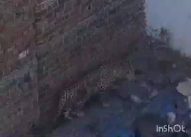 भानपुरा: शहरी क्षेत्र से तेंदुए का सफल रेस्क्यू, गांधीसागर अभयारण्य में सुरक्षित छोड़ा गया