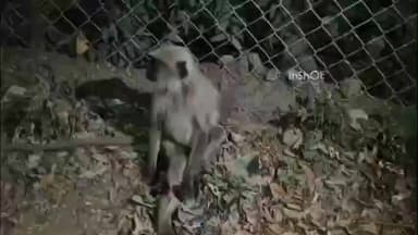 बुलढाणा: वन्यजीव सोयरे यांनी वाचविले निष्पाप माकडाच्या पिल्लाचे प्राण..