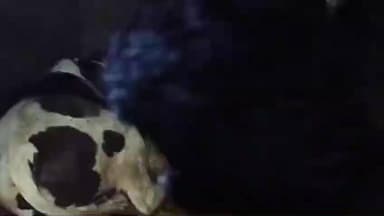 कुरडेग: गुप्त सूचना पर खूंटीटोली के पास पुलिस ने प्रतिबंधित मवेशी लदा वाहन ज़ब्त किया, जाँच जारी