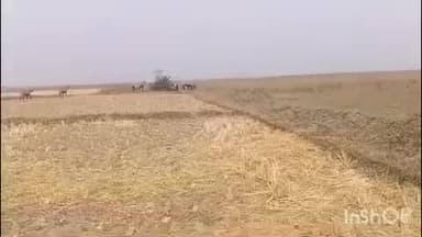 टिकारी: टिकारी अनुमंडल क्षेत्र के किसान नीलगायों से परेशान, फसलों को हो रहा नुकसान