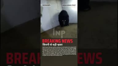 सिवनी दोन्दीवाड़ा में दहशत | कच्चे मकान में घुसा जंगली रीछ | Forest Rescue Operation