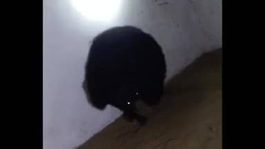 बरघाट: बरघाट के दौंदीवाडा ग्राम में जंगली भालू घुसा, ग्रामीणों में दहशत