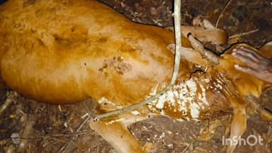 ಹೊಸನಗರ: ಕೀಳಂಬಿ ಗ್ರಾಮದಲ್ಲಿ ಜಾನುವಾರು ಮೇಲೆ ಹುಲಿ ದಾಳಿ ಶಂಕೆ: ಗ್ರಾಮಸ್ಥರಲ್ಲಿ ಆತಂಕ