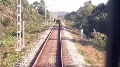 মাল: লোকো পাইলটদের তৎপরতায় রেললাইনে হাতির দল রক্ষা, ডুয়ার্সে এড়াল বড়সড় দুর্ঘটনা