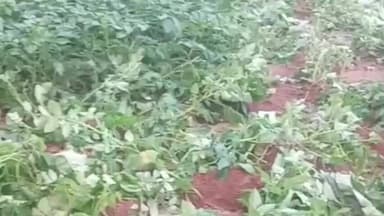 গড়বেতা ৩: গোয়ালতোড়ের ধরমপুরে ভোররাতে হাতির তাণ্ডব,ক্ষতিগ্রস্ত একাধিক জমির আলু