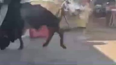 पिंडवाड़ा: पिंडवाड़ा शहर में आवारा सांडों का आतंक, व्यापारी और आमजन परेशान, पूर्व में एक महिला को किया था घायल