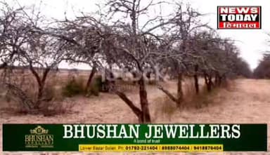 सूखे की मार से हिमाचल की बागबानी संकट में।
हिमाचल प्रदेश की बागबानी इस बार सूखे के गंभीर संकट का सामना कर रही है। शिमला ...