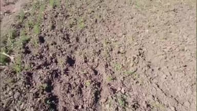 रन्नौद: सजाई में जंगली सूअरों से परेशान किसान, फसलों को भारी नुकसान, उपाय न होने पर आत्महत्या की चेतावनी