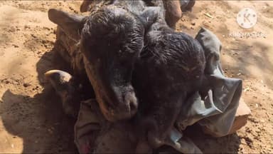 अटेली: गुजरवास में दो मुंह वाली पाडी का जन्म, लोगों के बीच बना चर्चा का विषय, बताया प्रकृति का चमत्कार