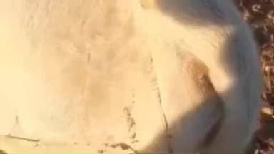 पिंडवाड़ा: रोहिड़ा जोड़ फली में लेपर्ड का मूवमेंट, एक बछड़े पर किया हमला और किया घायल, वन विभाग को दी गई जानकारी