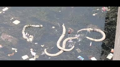 निज़ामाबाद: तमसा नदी के पुल के नीचे मिला करीब 30 फुट लंबा मृत अजगर, देखने के लिए उमड़ी भीड़