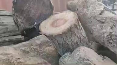 सामरी कुसमी: कड़ाके की ठंड के मद्देनजर नपं ने भीड़भाड़ वाले इलाकों में अलाव के लिए लकड़ी पहुंचाने का काम शुरू किया