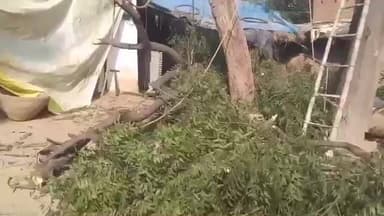 हंडिया: फूलपुुर: निभापुर–प्रतापपुर सर्कल में हरे पेड़ों का अवैध कटान जारी है