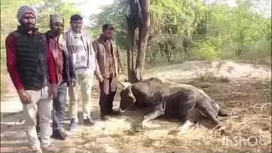 जंगीपुर गांव में अज्ञात लोगों ने गला दबाकर गोवंश को उतारा मौत के घाट, वीडियो वायरल