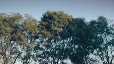 सुवासरा: खरपतवार चिल को लेकर जिला पंचायत अध्यक्ष श्रीमती पाटीदार द्वारा दी गई जानकारी