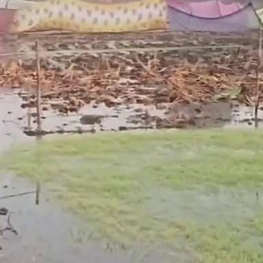 లింగంపేట్: చలికాలంలో నారు మడుల్లో బెందడి రోగం, తెల్లవారుజామున వెచ్చటి నీరు అందించాలి : వ్యవసాయ అధికారి షేక్ అమీర్