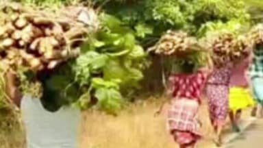 भरनो: अम्लीया जंगल में अंधाधुंध पेड़ों की कटाई पर ग्रामीणों ने प्रशासन से रोक लगाने की मांग की