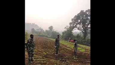 इटखोरी: राजपुर पुलिस ने तीन एकड़ में लगी पोस्ता की फसल को ट्रैक्टर से जोतकर किया नष्ट