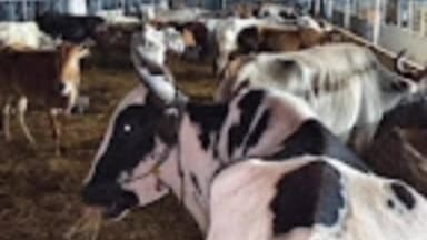 मूल: मुल पोलीस स्टेशन हद्दीतील बाबराळा येथे चंद्रपूर स्थानीक गुन्हे शाखेची अवैध गोवंश तस्करी करणाऱ्यावर