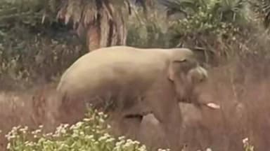 नीमडीह: बाना पहुंचा झुंड से बिछड़ा जंगली हाथी, ग्रामीणों में फैली दहशत