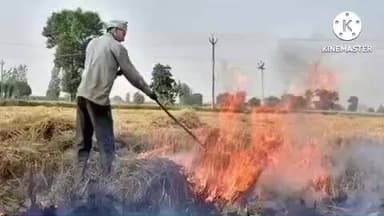 बेन: बेन में पराली जलाने वाले किसानों पर होगी कार्रवाई, दोषी किसानों का डीबीटी पंजीकरण रद्द