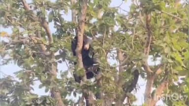 पवनी: अबब ! झाडावर चढली अस्वल ; अड्याळ शेतशिवारात अस्वलाचा वावर; वनविभागाने फटाके फोडून अस्वलाला जंगलात हुसकावले