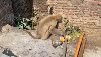 मनोहरथाना: मनोहर थाना में दो दिन से बीमार वानर की मौत पर समिति के सदस्यों ने किया दाहसंस्कार