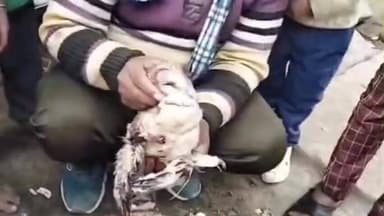 दातागंज: दातागंज क्षेत्र के सलेमपुर के खेतिहर इलाके में घायल मिला विलुप्त पक्षी, वन विभाग ने किया कब्जे में