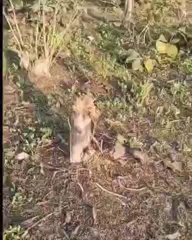 पलारी: रोहासी जंगल में सागौन पेड़ की चुपके से कटाई पर नगर अध्यक्ष और उपाध्यक्ष का आक्रोश, वीडियो से वन विभाग की पोल खोली