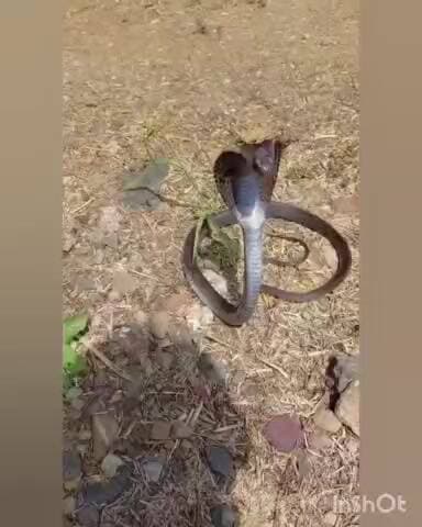 मल्हारगढ़: मोलियाखेड़ी गांव में ग्रामीण के घर में घुसा डेढ़ फुट का कोबरा, सर्प मित्र ने किया रेस्क्यू