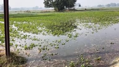 सिराथू: सिराथू में नगर पंचायत के जिम्मेदारों की लापरवाही से किसानों की फसल हुई बर्बाद, किसानों में मायूसी