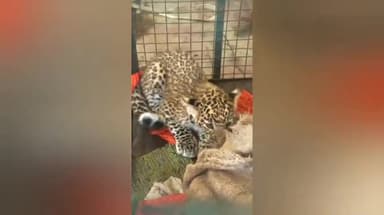 पातुर: पातुर बाळापुर उपविभागात येणाऱ्या कसुरा गावात बिबट्याच्या पिल्लांचा आढळले व्हिडिओ व्हायरल.