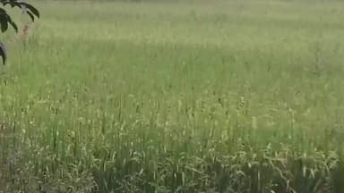 संदेश: संदेश-अगिआंव प्रखंडों में घान की अच्छी पैदावार के बावजूद किसान परेशान, फसल का उचित मूल्य न मिलने से आर्थिक संकट मंडराया