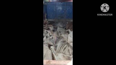 पथरगामा: पथरगामा पुलिस ने पशुधन तस्करी का पर्दाफाश किया, पिकअप से 9 पशुधन बरामद