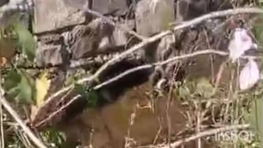 अरनोद: अरनोद के ग्राम हमचाखेड़ी बाँध की उत्तर और दक्षिण दिशा की दोनों प्रमुख नहरें पिछले दो वर्षों से क्षतिग्रस्त हैं