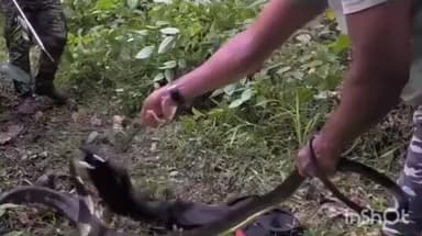 പുനലൂർ: കുളത്തൂപ്പുഴയിൽ നിന്നും രാജവെമ്പാലയെ പിടികൂടി