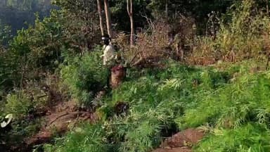 ବାଲିଗୁଡା: କନୁଆଗା ଥାନା ଅଞ୍ଚଳରେ 47ଏକର ଗଞ୍ଜେଇ କାଟିଲେ ପୁଲିସ