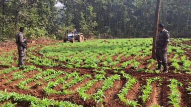 बंदगांव: बंदगांव के कुवादीह एवं हुआंगडीह में पुलिस ने अवैध अफीम की खेती नष्ट की