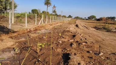 कोटड़ी: कोटडी उपखंड क्षेत्र में पर्यावरण संरक्षण की मिसाल, बजरी लीज धारक ने शुरू किया व्यापक पौधारोपण