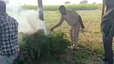 রানিনগর ২: স্মরণদাজপুর গ্রামে গাজার গাছ কেটে নষ্ট করল পুলিশ